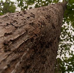 Looking up the trunk of a tall Teak tree. 推荐买球平台木材业务专门从事负责任采购的热带木材. 